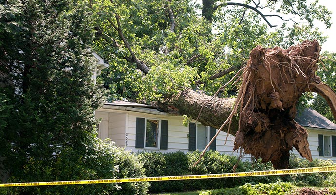 An uprooted tree across the roof of a residential house