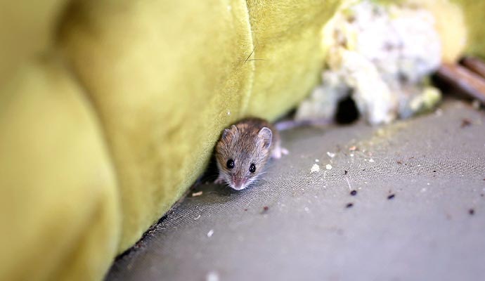A small brown mouse is peeking out from behind a yellow upholstery