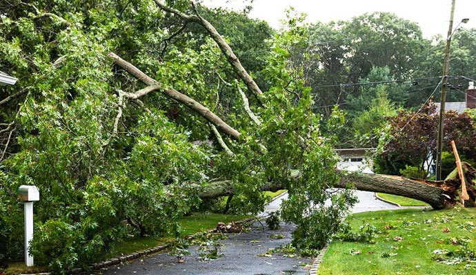 Storm damaged large tree fallen across a residential driveway