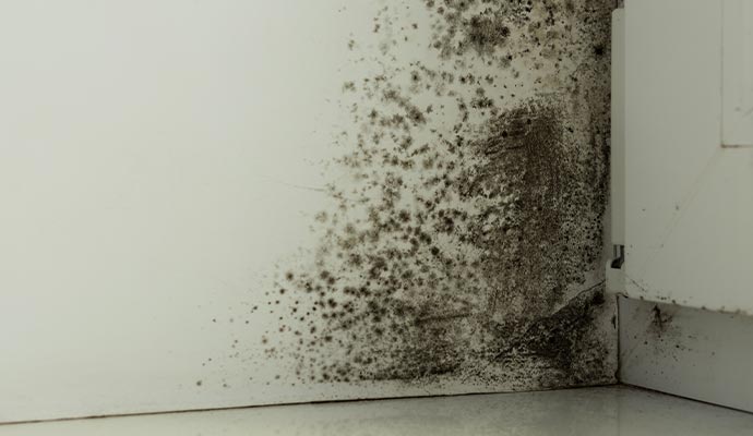 Black mold damaged wall corner